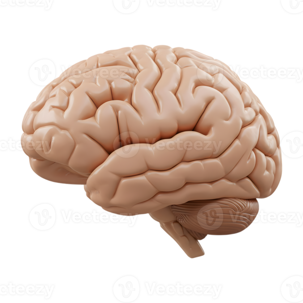 Detailed 3D rendering of a human brain isolated on transparent background, emphasizing the complexity and biological structure png