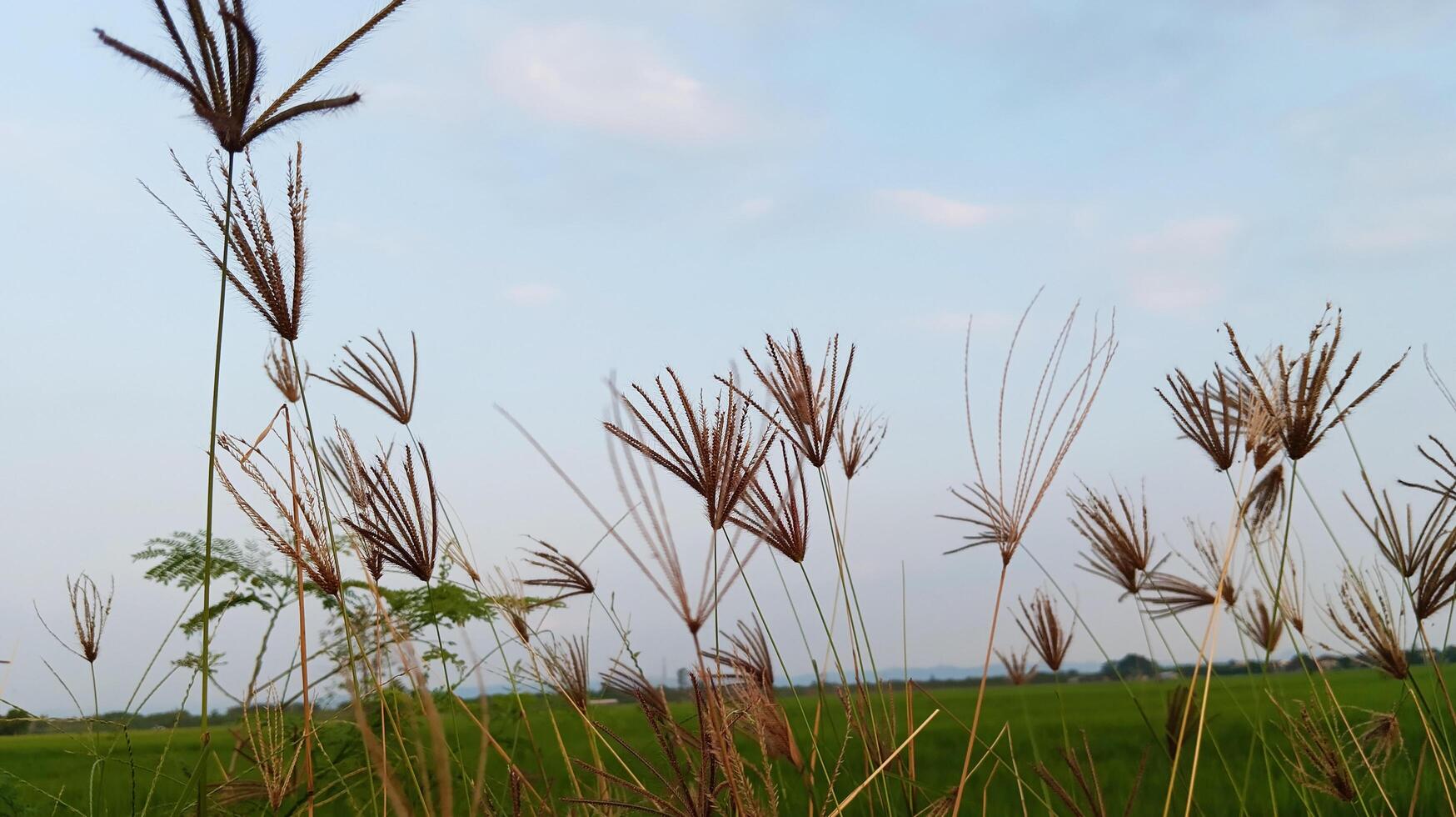 The cogongrass on the edge of the rice field. Close up. photo