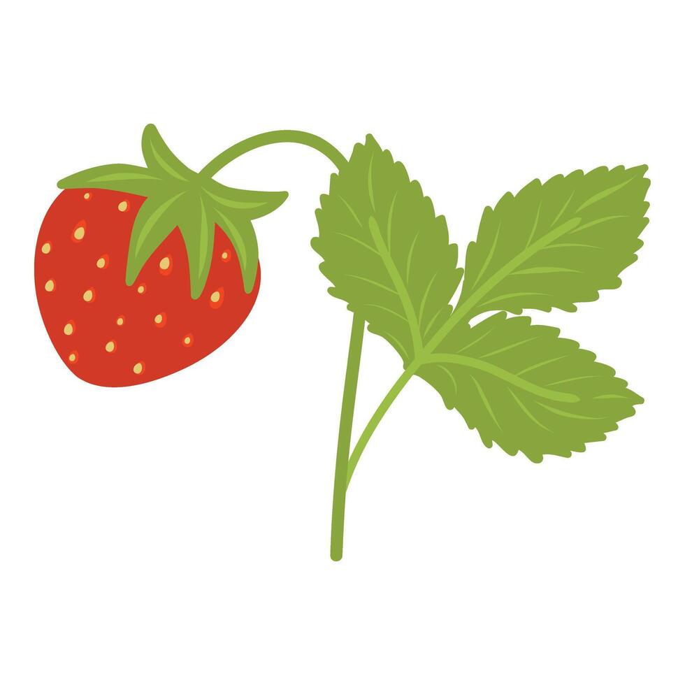 Strawberry plant with a berry and leaves illustration vector