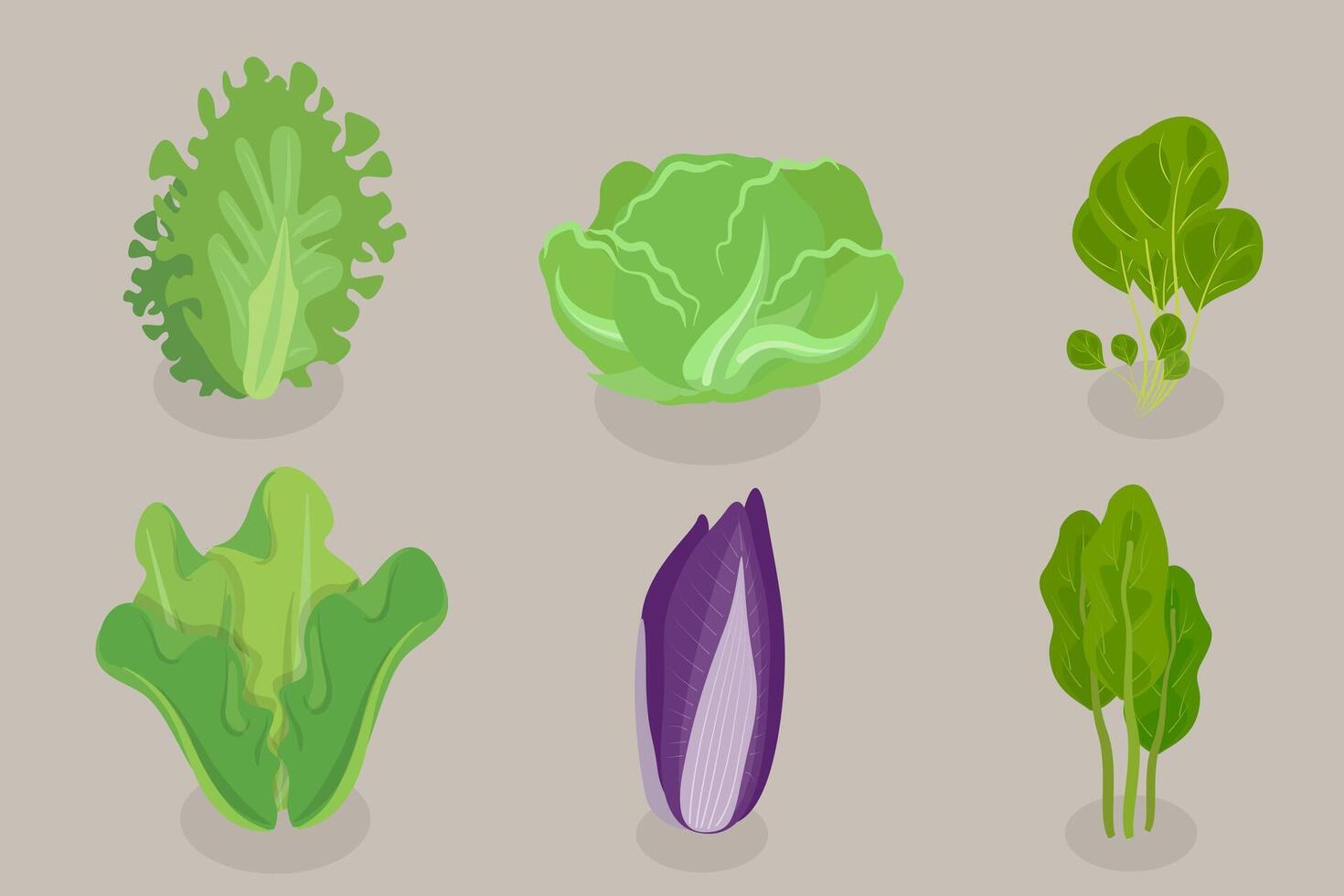 3D Isometric Flat Set of Salad Greens, Leafy Vegetables vector