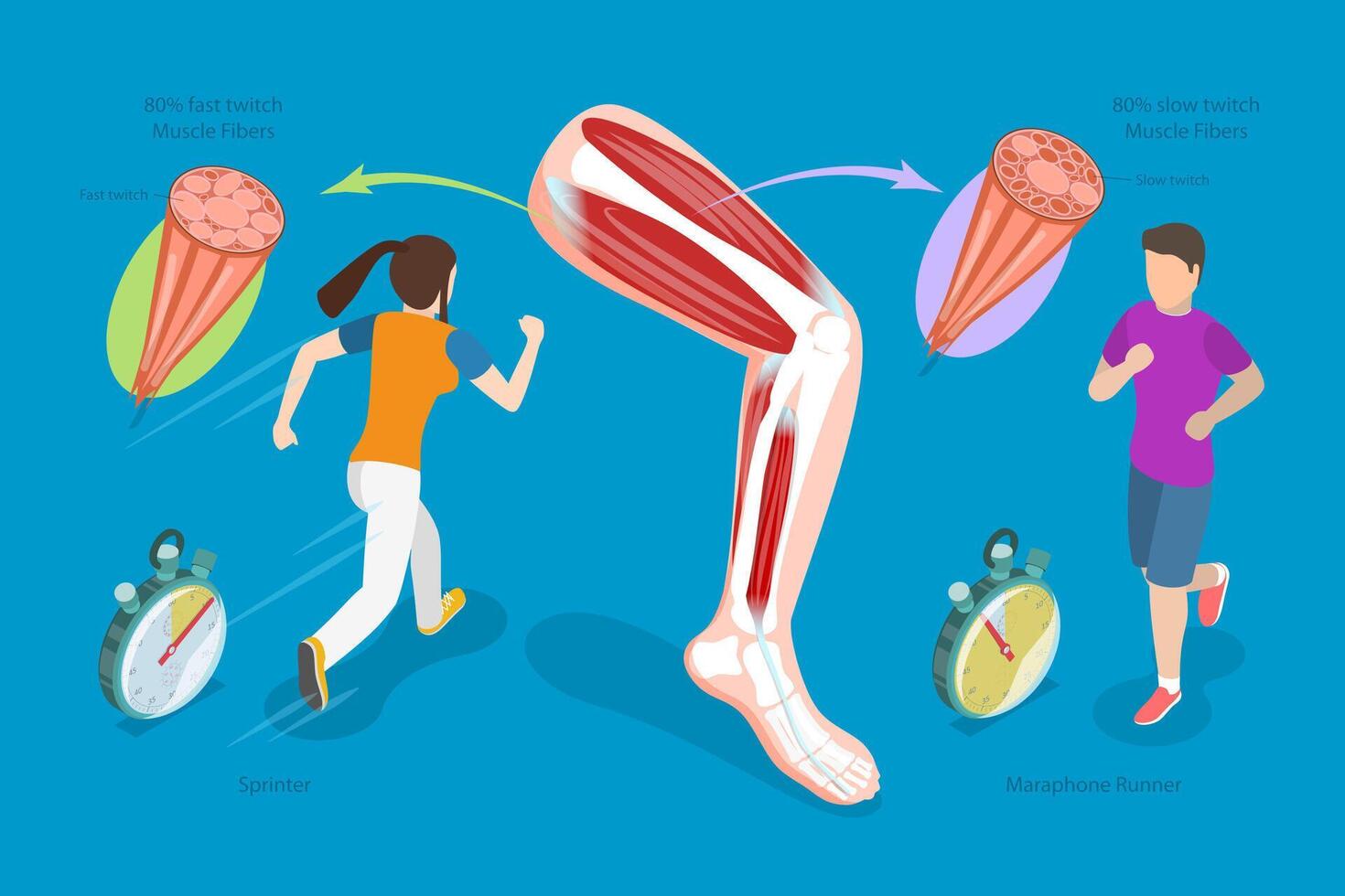 3D Isometric Flat Conceptual Illustration of Muscle Fiber Types, Skeletal Muscle Structure vector