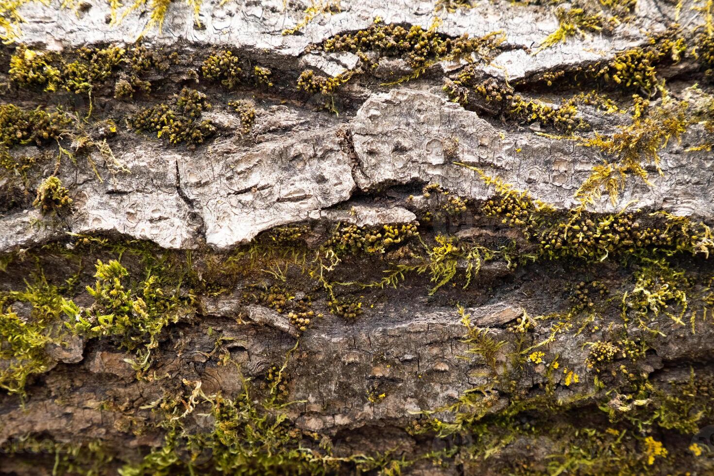 Close Up View of Rough Tree Bark with Green Moss and Yellow Lichen. photo