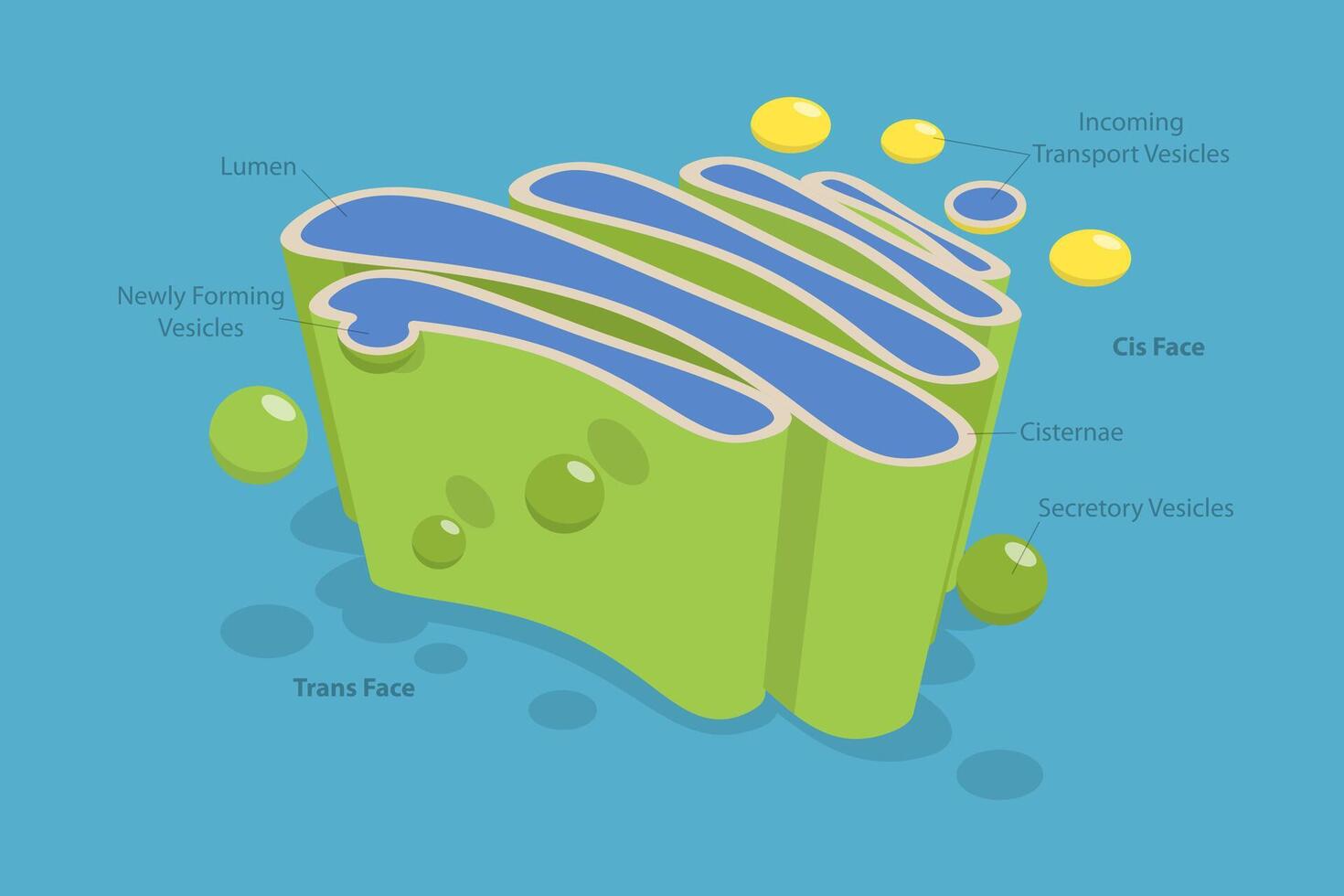 3D Isometric Flat Conceptual Illustration of Golgi Apparatus, Anatomy of the Cell Nucleus vector