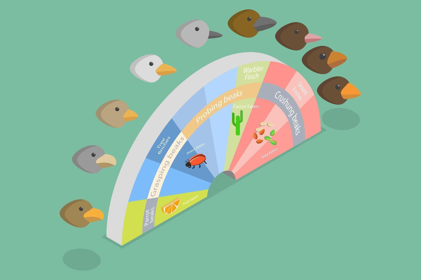 3D Isometric Flat Conceptual Illustration of Adaptive Radiation, Natural Selection vector