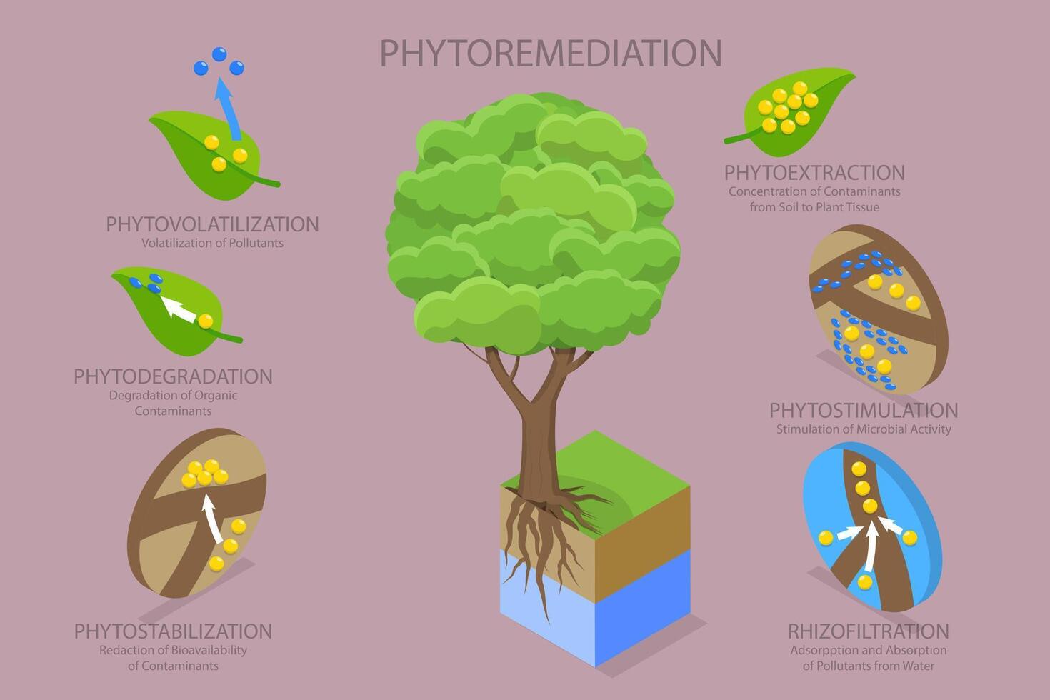 3D Isometric Flat Conceptual Illustration of Phytoremediation, Educational Diagram vector