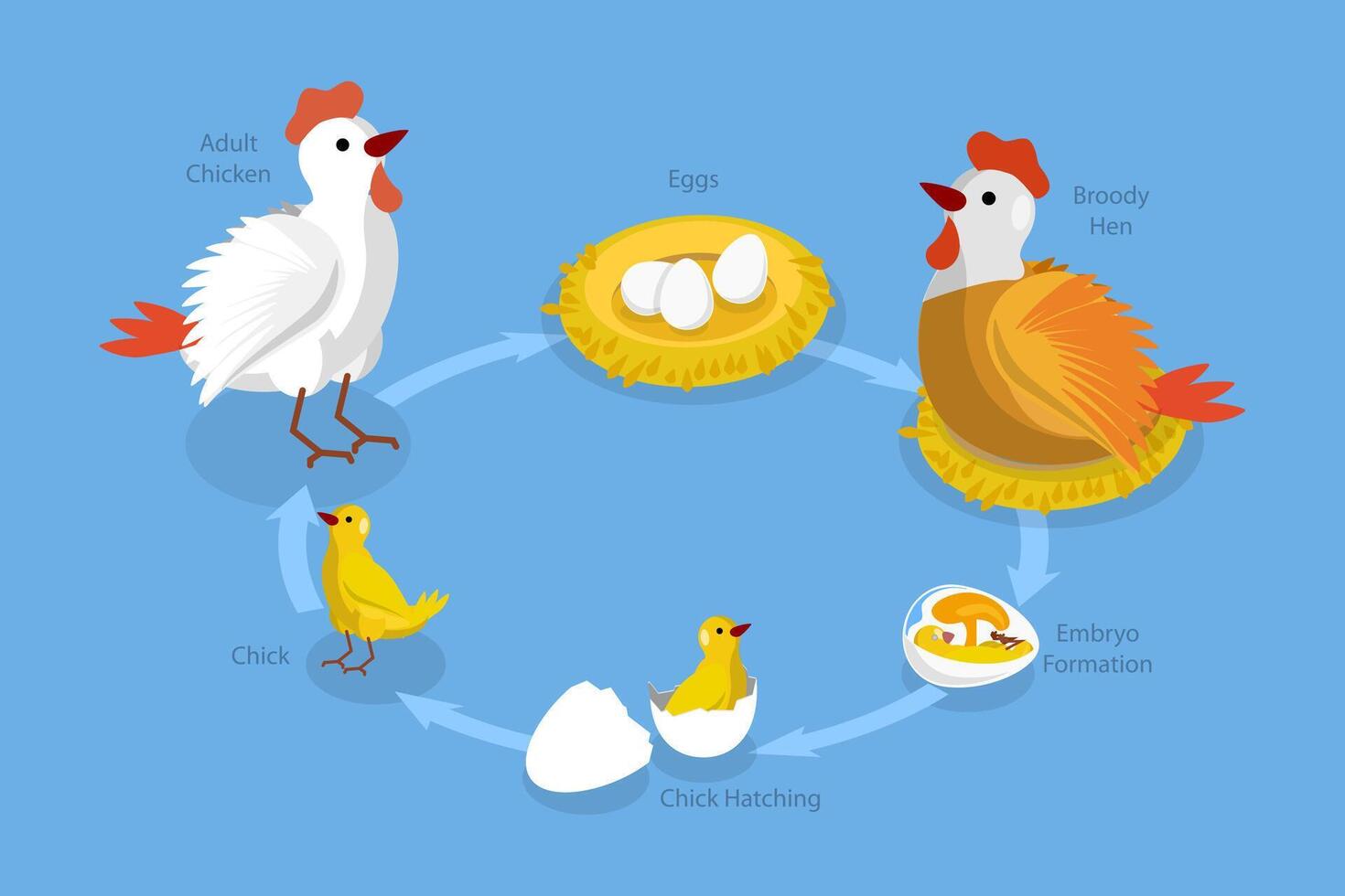 3D Isometric Flat Conceptual Illustration of Chicken Life Cycle, Fertilized Eggs Development vector
