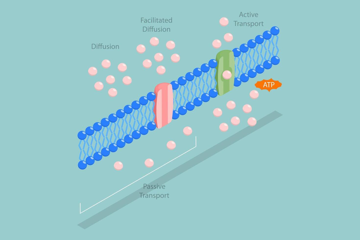 3D Isometric Flat Conceptual Illustration of Molecules ATP Movement, Passive vs Active Cell Transport vector