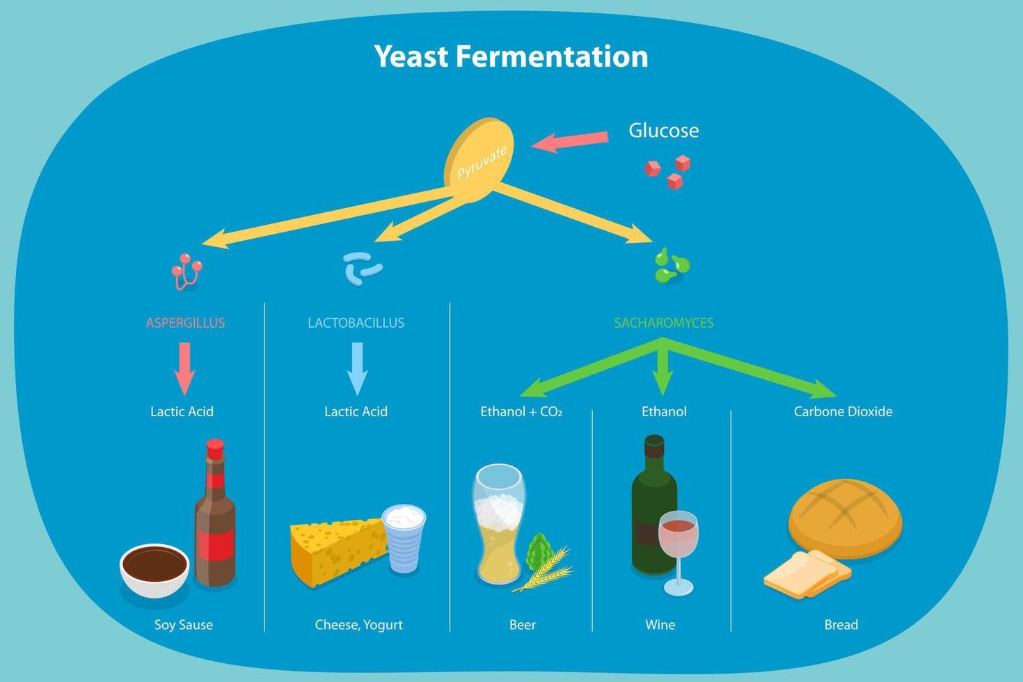 3D Isometric Flat Conceptual Illustration of Yeast Fermentation, Sugar plus Yeast Without Oxygen vector