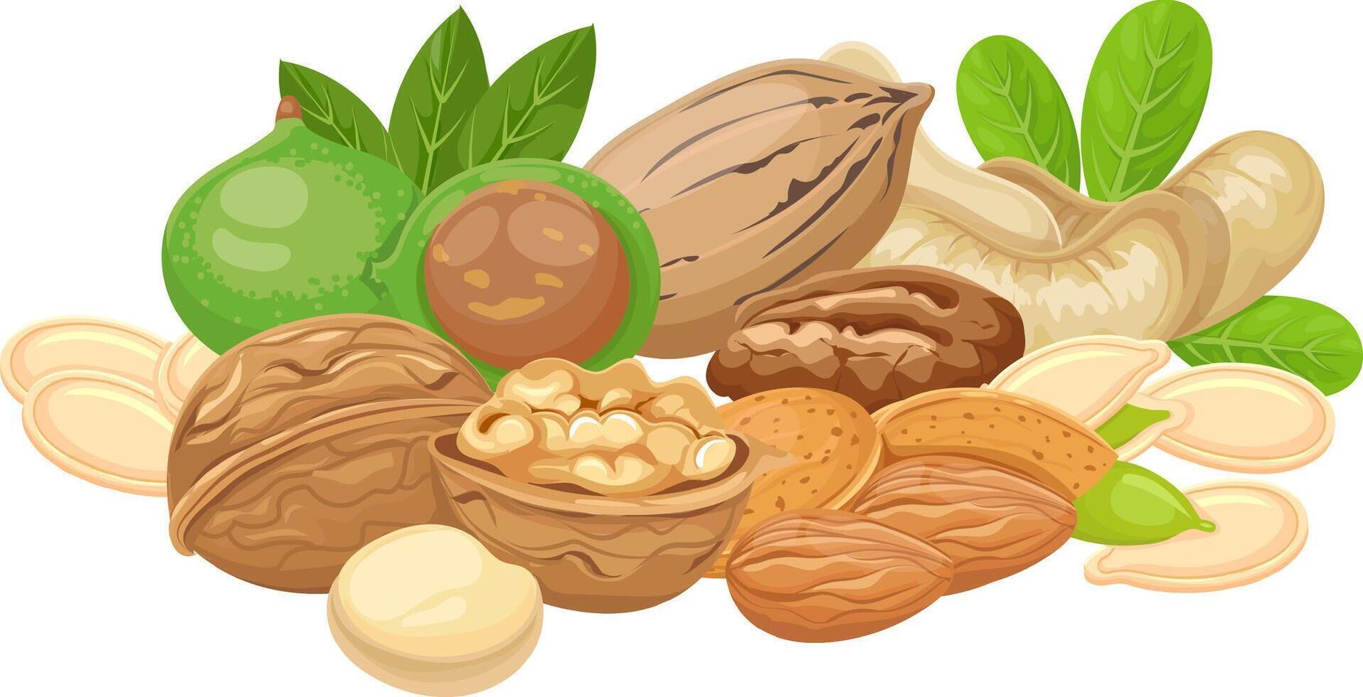 Walnuts, almonds, pecans, cashews, macadamia nuts and pumpkin seeds are displayed together with green leaves, creating an assortment of healthy and nutritious food perfect for a vegan lifestyle vector