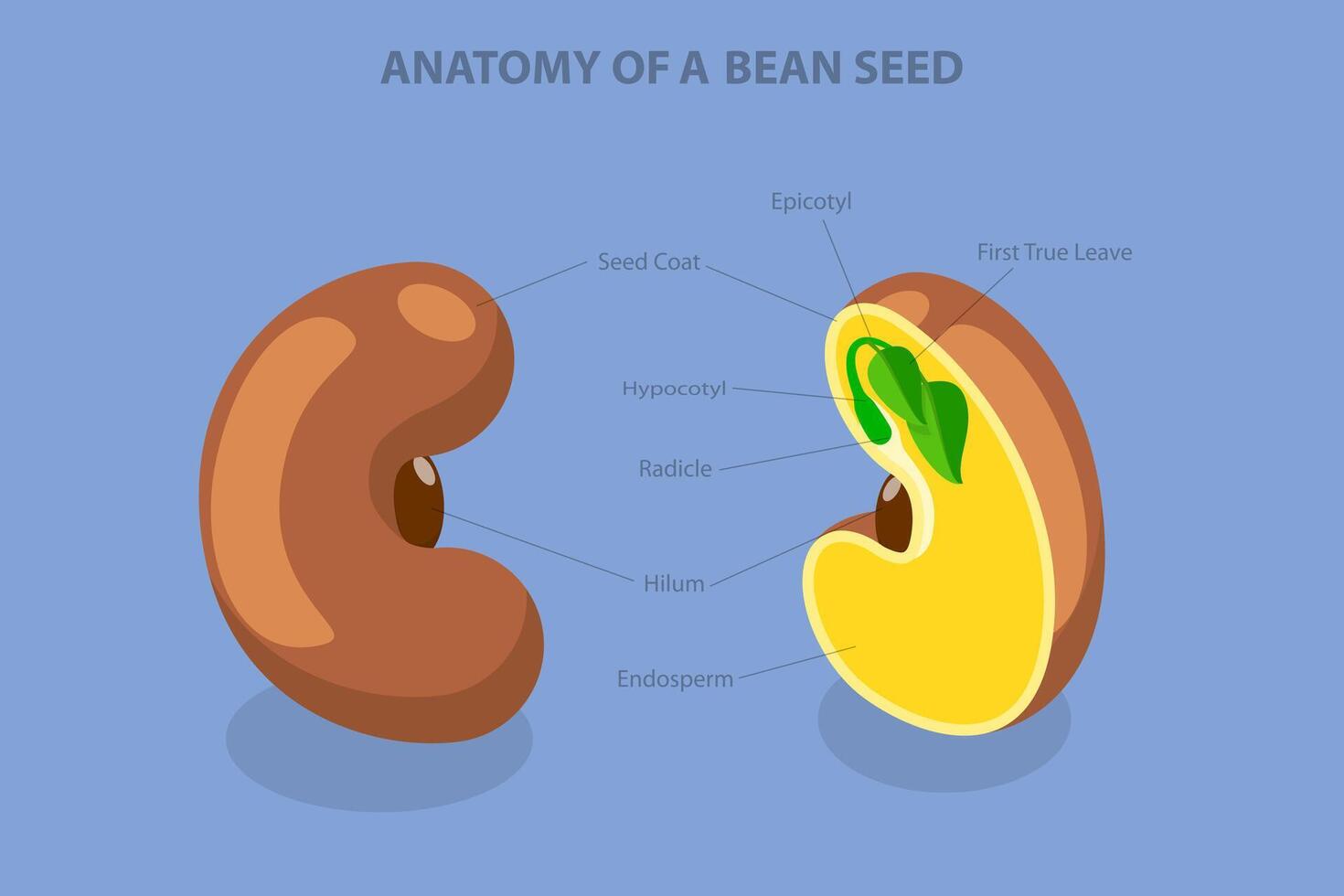 3D Isometric Flat Conceptual Illustration of Anatomy Of A Bean Seed, Educational Labelled Diagram vector