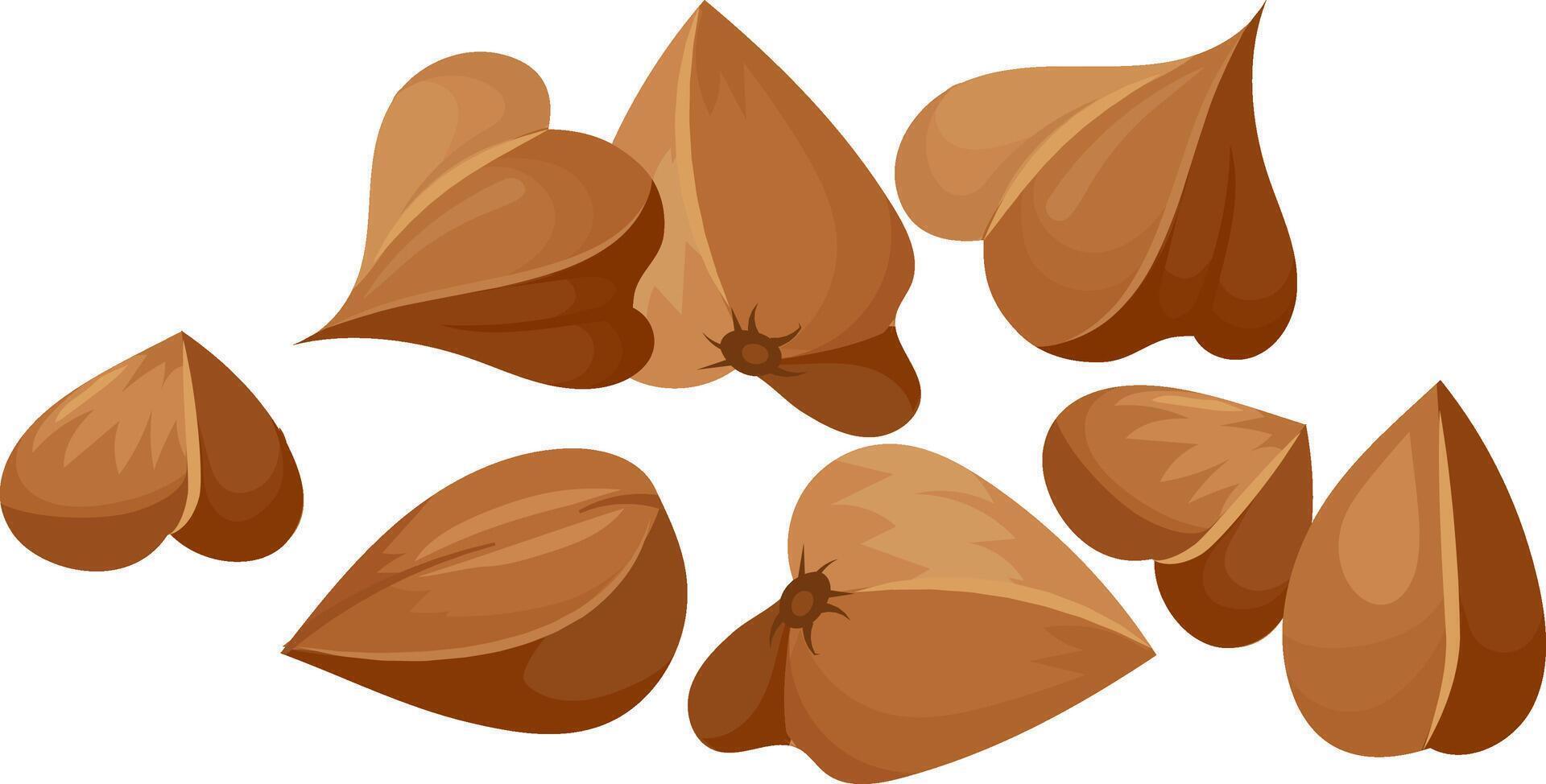 Buckwheat groats cascading against a clean white background, highlighting the essence of healthy eating and the use of wholesome, nutritious ingredients in various diets vector