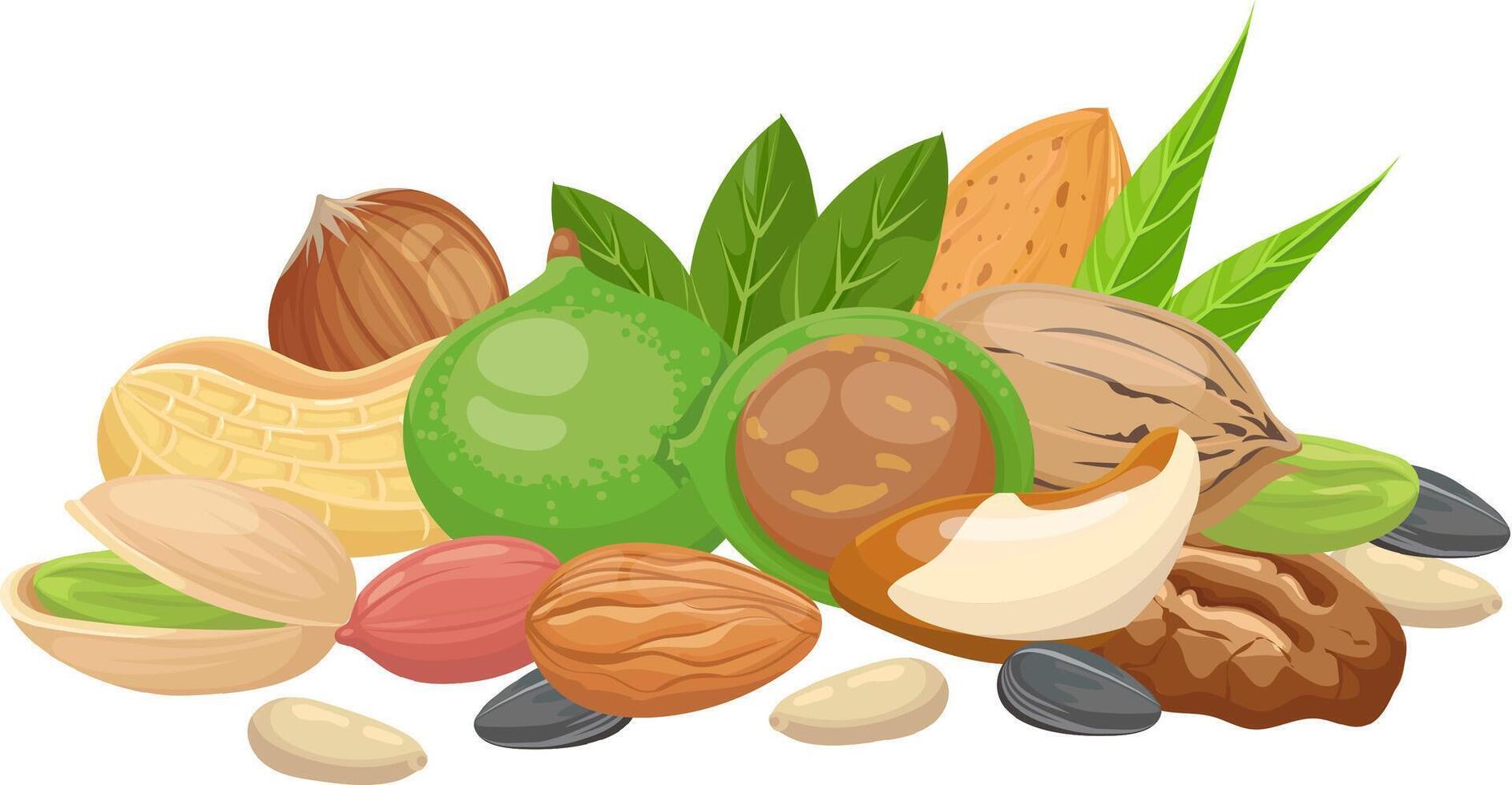 Pistachios, peanuts, macadamia nuts, almonds, pecans, Brazil nuts, walnuts, hazelnuts and sunflower seeds are forming a healthy mix with green leaves vector