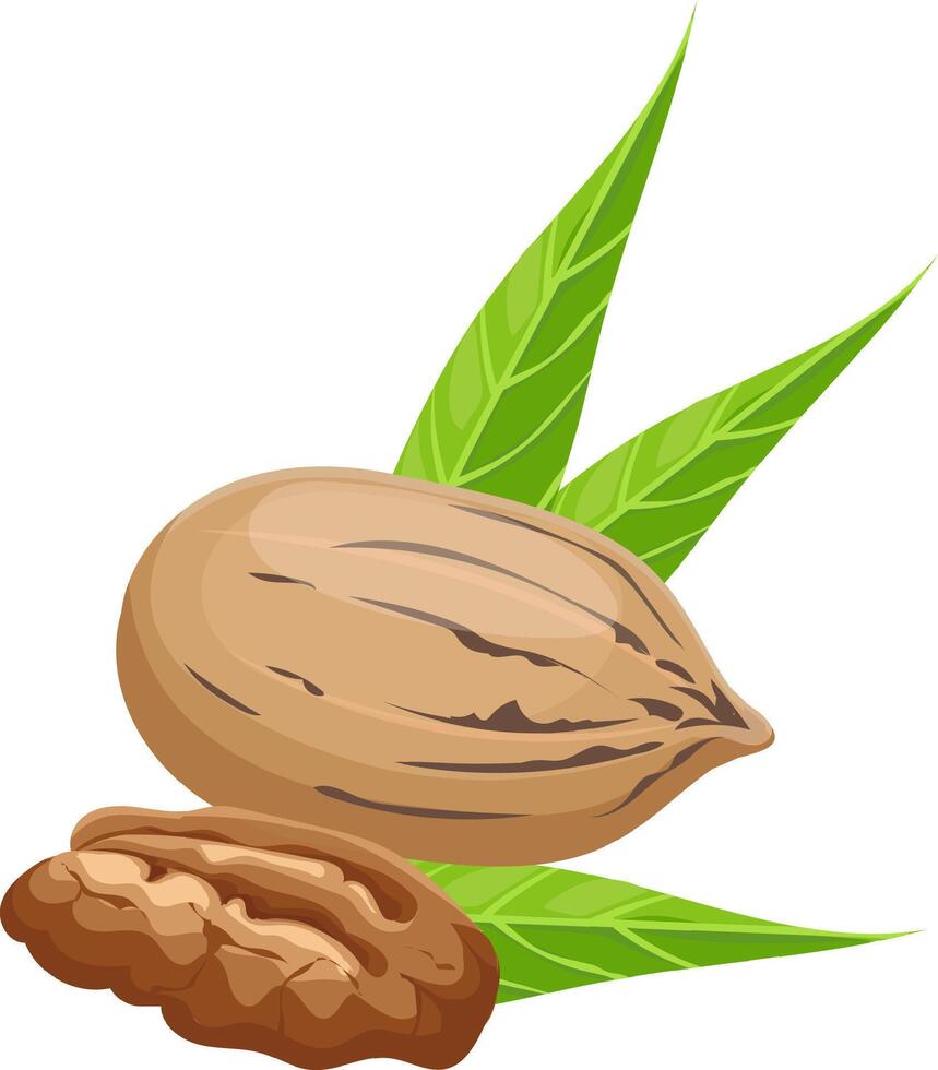 Whole pecan nut nestled in its shell, accompanied by vibrant green leaves, revealing a peeled pecan half showcasing the rich kernel inside, all set against a clean white background vector