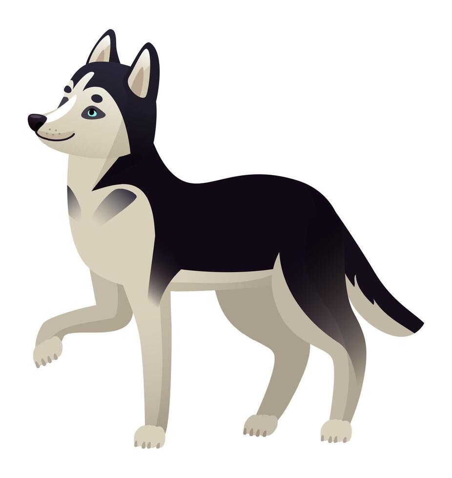 Cartoon illustration featuring a proud Siberian Husky dog with striking black and white fur, standing confidently while gazing away, set against a clean white background vector