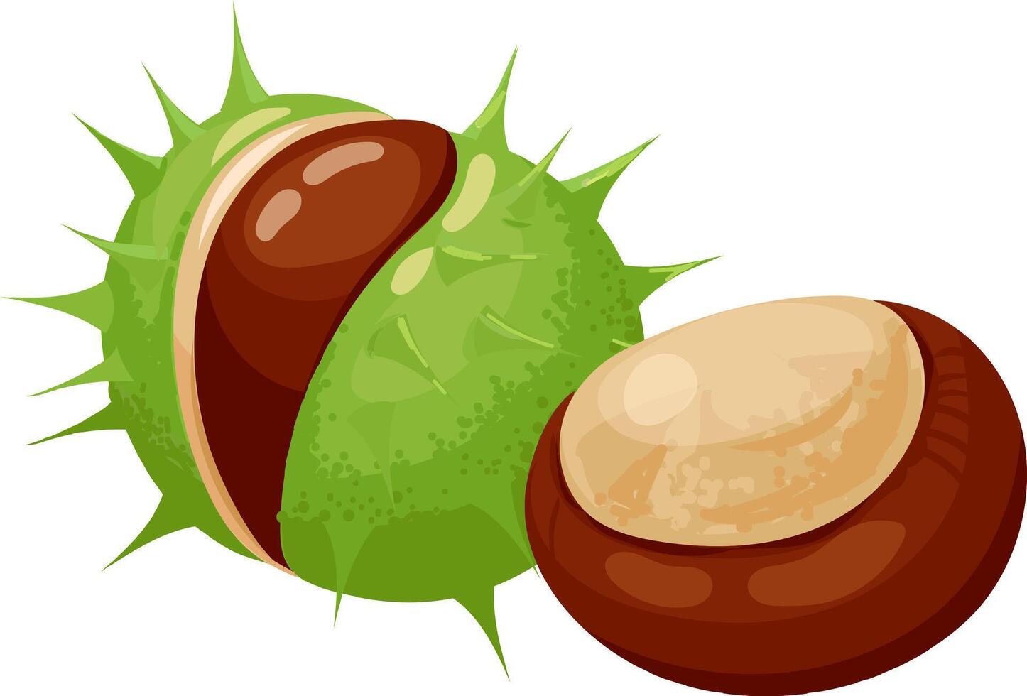 Ripe horse chestnut emerging from its spiky green shell, revealing a glossy brown fruit. Isolated illustration on a clean white background, highlighting natures autumn bounty vector