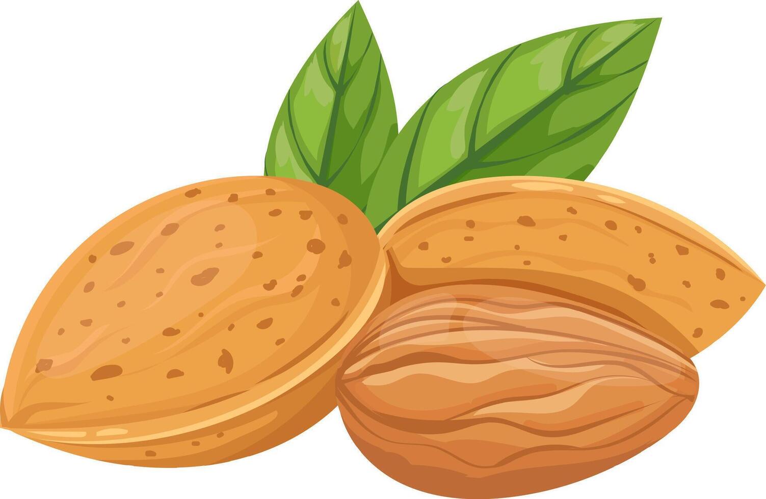 Nutritious almonds featuring vibrant green leaves, displaying both the outer shell and the inner seed, appealing to health conscious consumers seeking wholesome snacks and ingredients vector