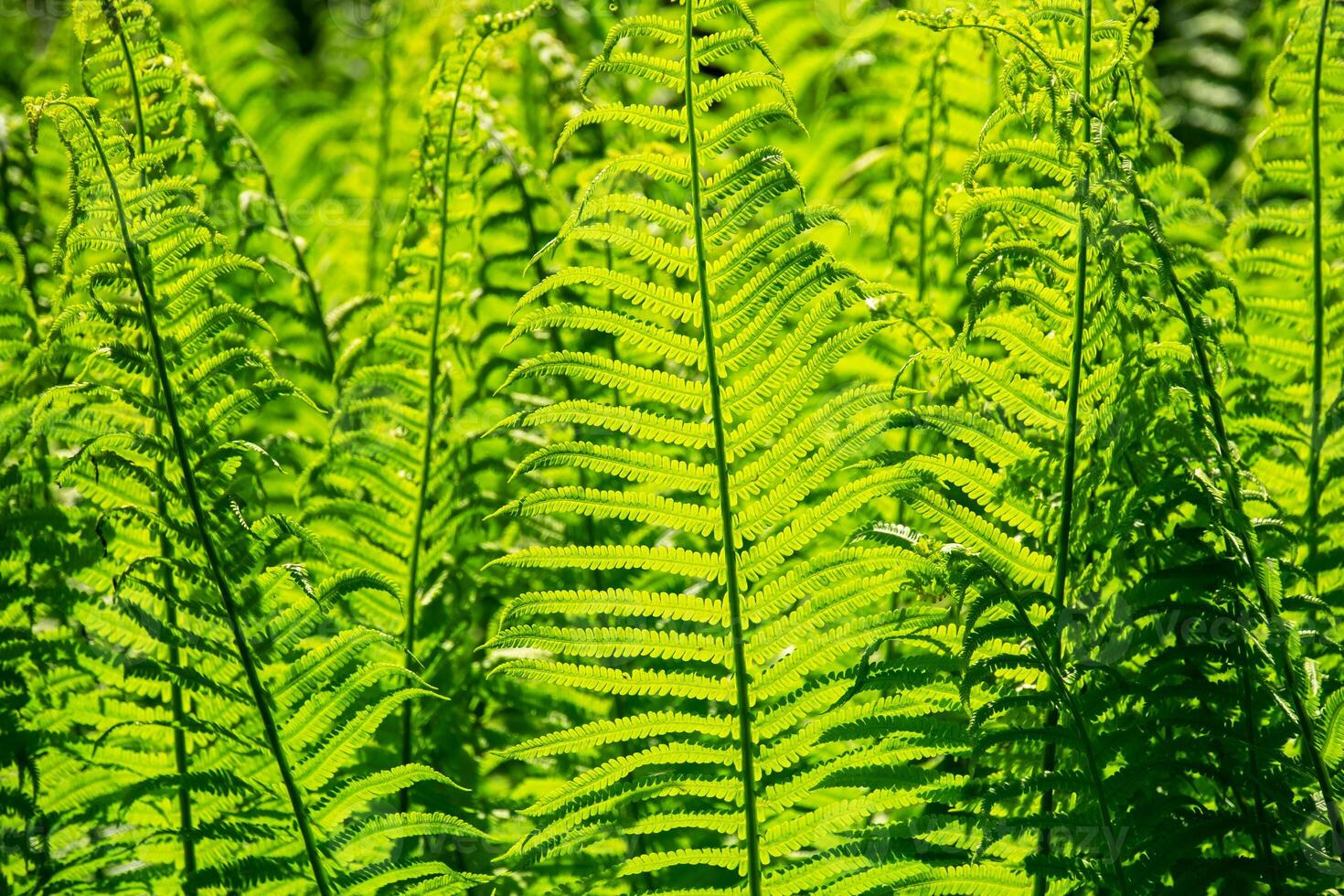 Bright Green Fern Leaves Basking in Sunlight. Lush Forest Foliage with Natural Pattern and Texture. photo