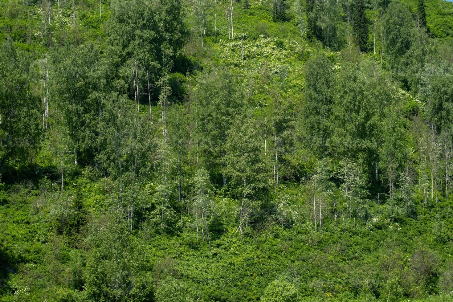 Dense Green Forest on a Mountain Slope During Summer. Natural Background Texture of Lush Foliage and Diverse Trees. photo