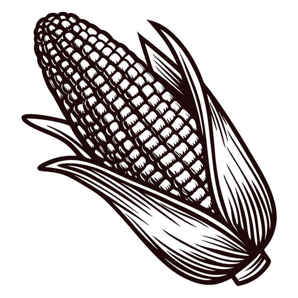 Hand drawn corn cob with leaves isolated on white background engraved vintage illustration vector