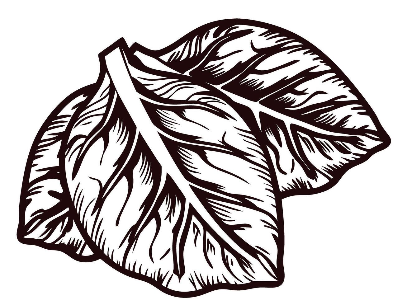 Hand drawn tobacco leaves illustration in vintage engraving isolated on white background vector