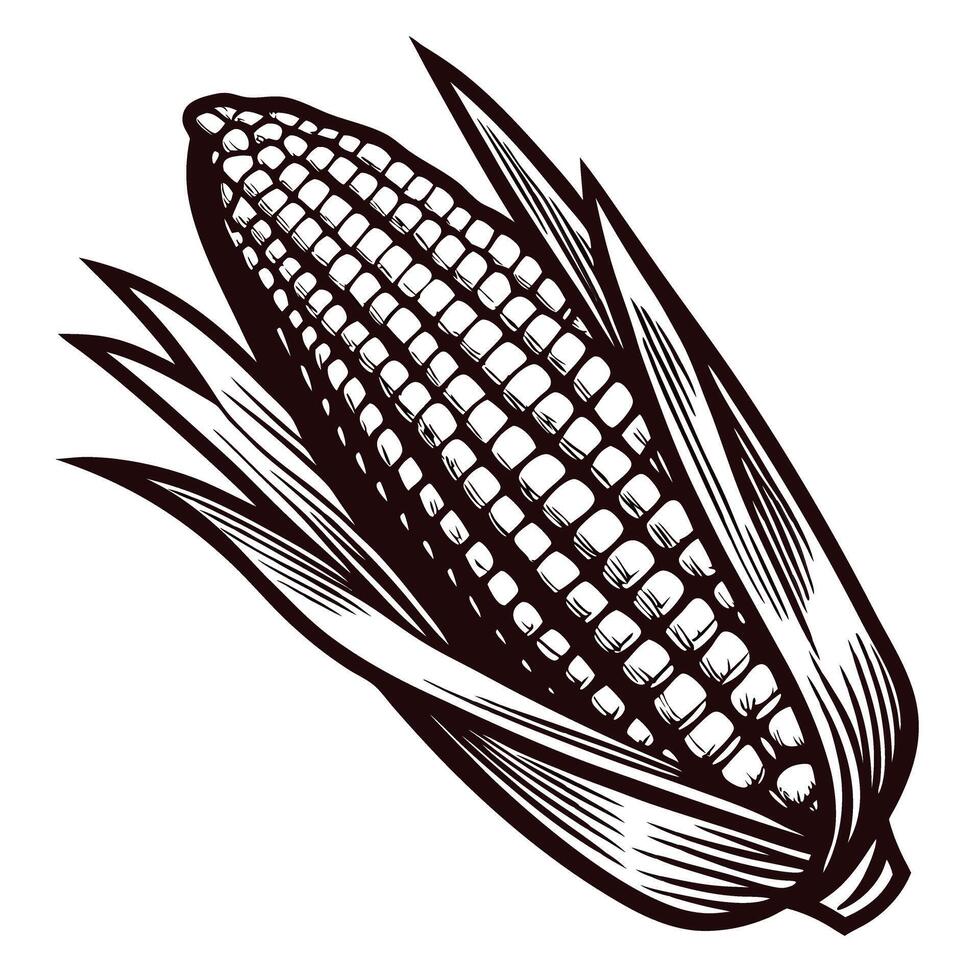 Hand drawn corn cob illustration with leaves vintage botanical engraving isolated on white background vector