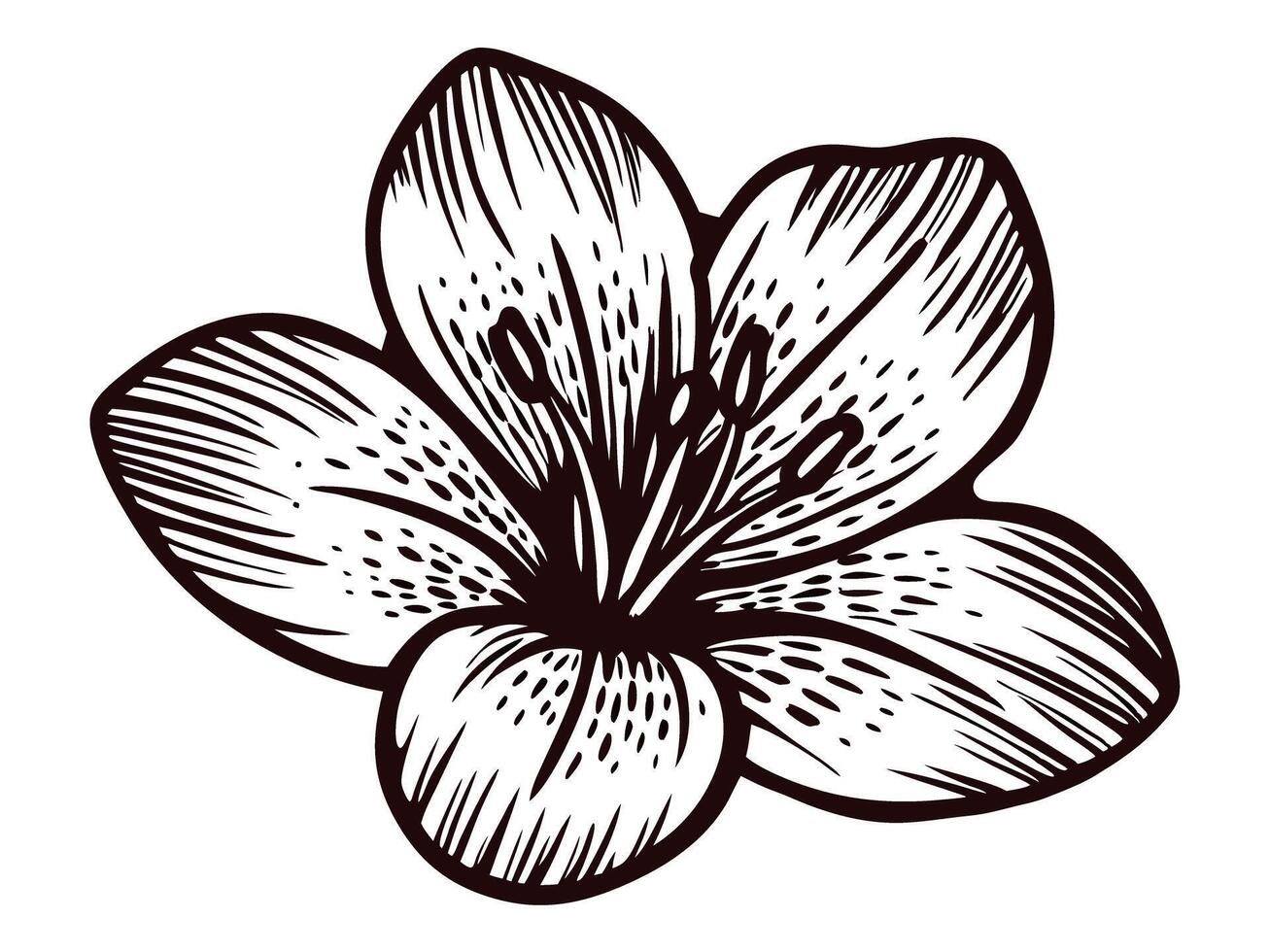 Detailed black and white drawing of a lily flower design with intricate petal patterns vector