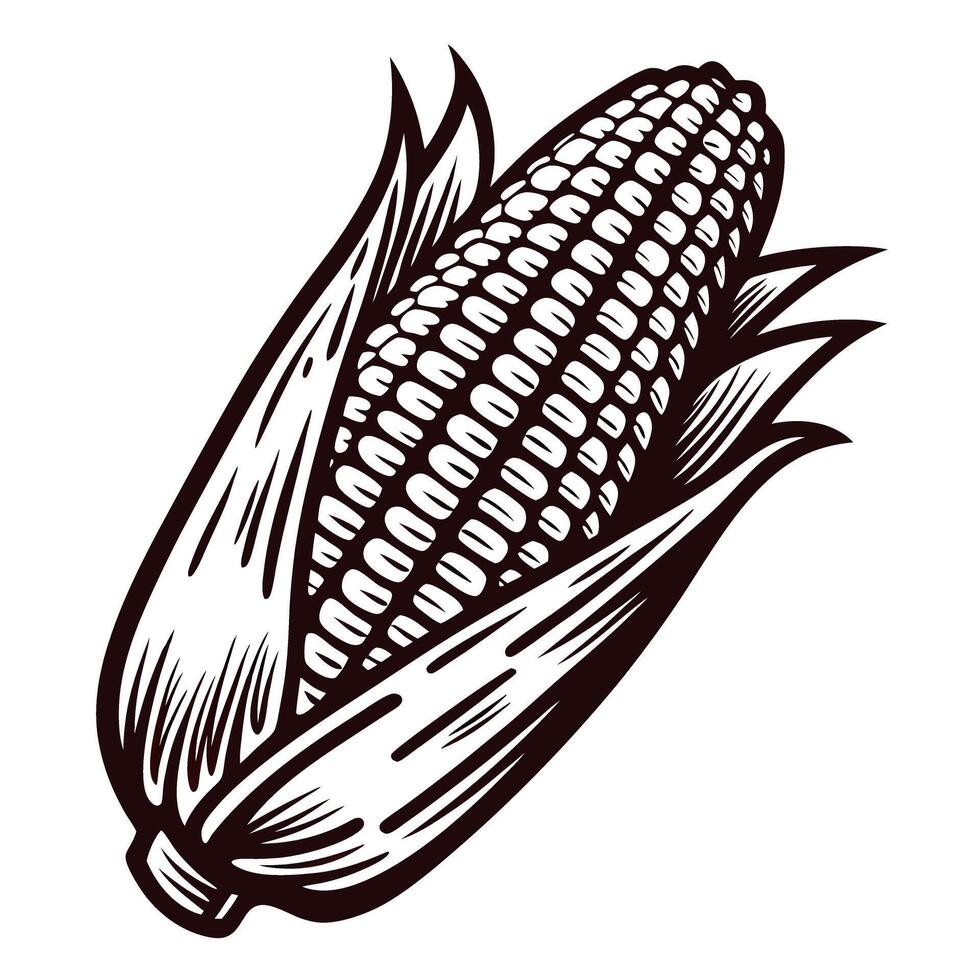 Hand drawn illustration of corn cob with husk isolated on white background in vintage engraved vector