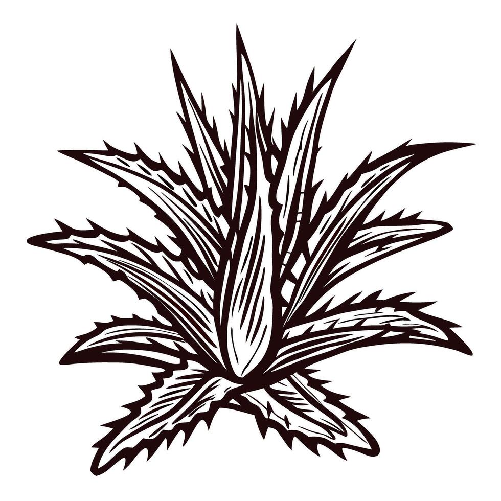 Aloe vera plant line art detailed monochrome botanical vector