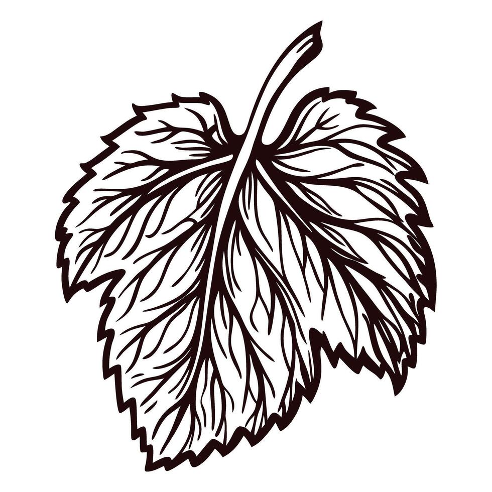 Detailed line art of a grape leaf with intricate veining on white background vector