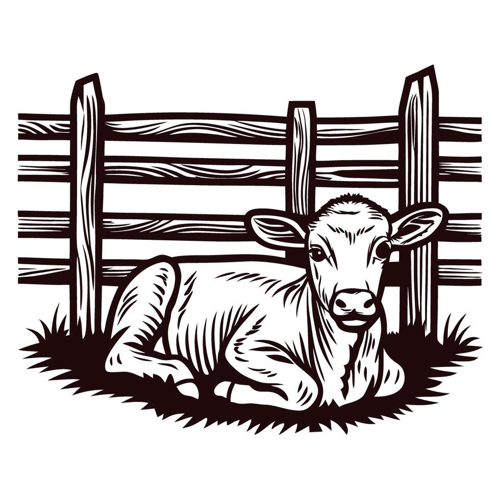Engraved vintage illustration of calf lying on grass in front of wooden fence, farmhouse animal emblem design vector