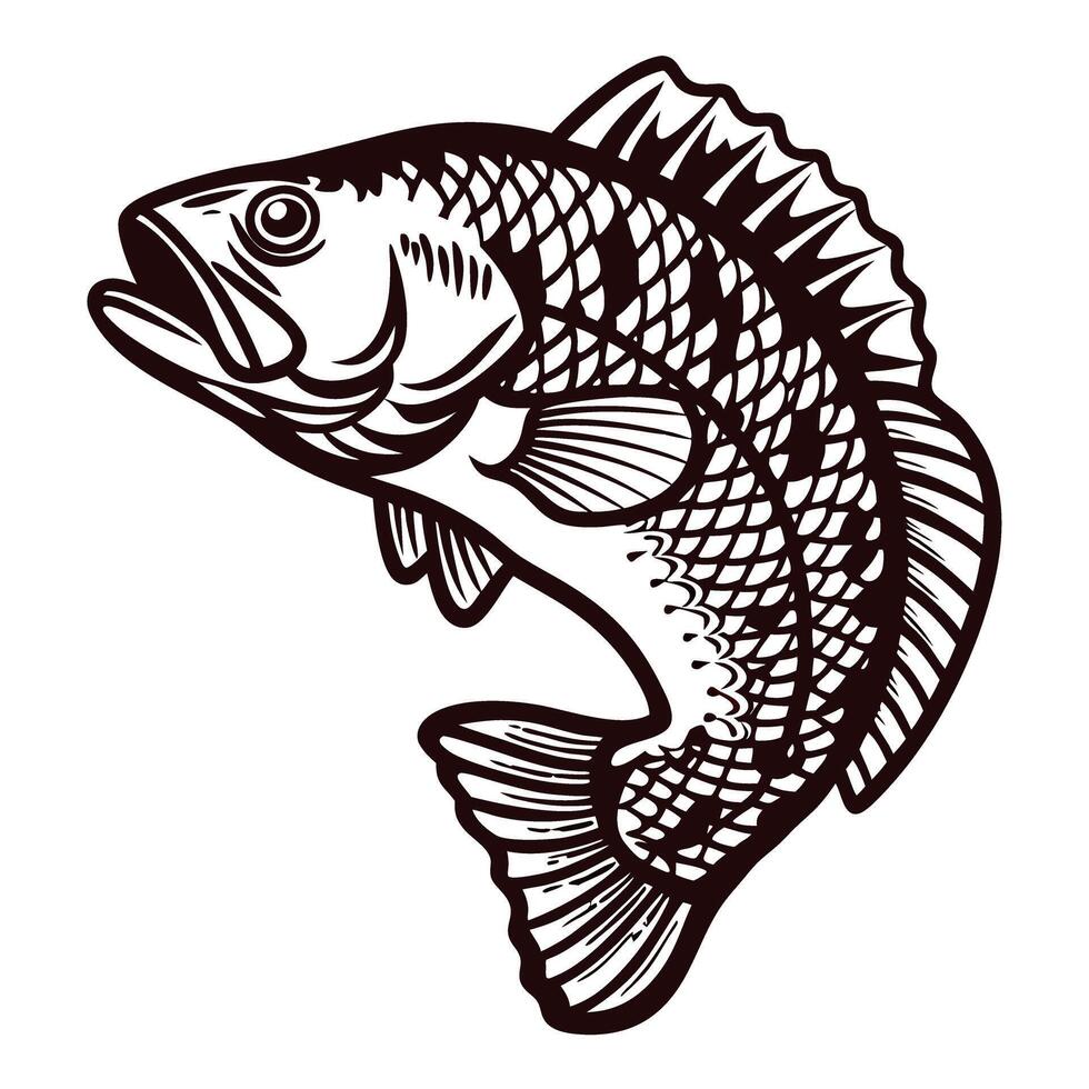 Detailed ink drawing of jumping bass fish with open mouth and spread fins isolated on white background vector