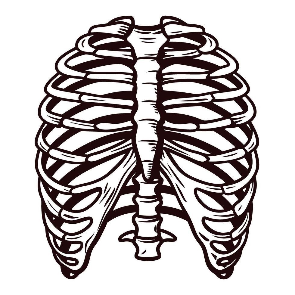 Detailed hand drawn human rib cage skeleton illustration in vintage anatomical style, isolated on white background vector