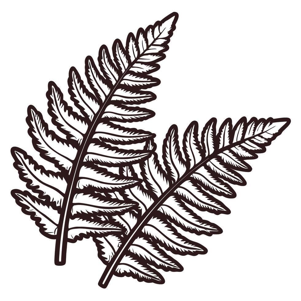 Hand drawn fern leaves illustration isolated on white background vintage botanical nature element sketch vector