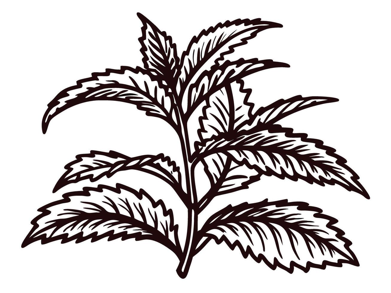 hand drawn botanical illustration of mint plant with serrated leaves isolated on white background vector