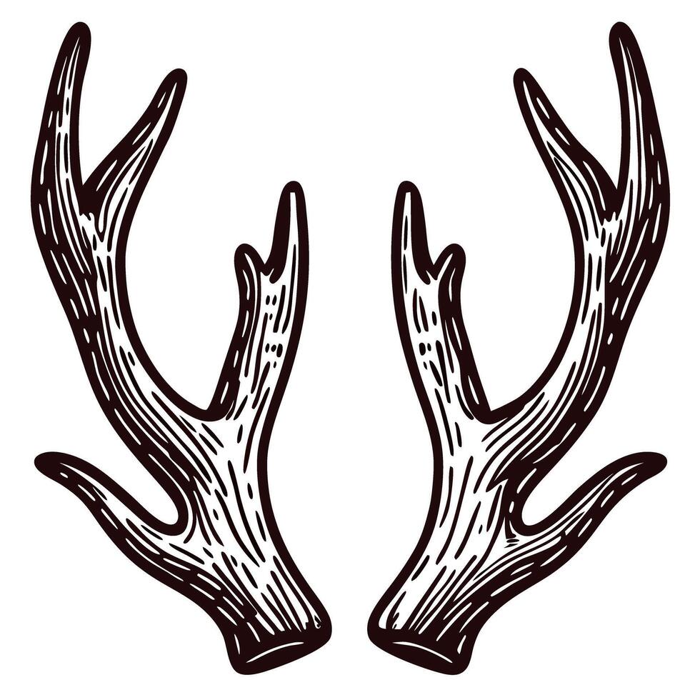 Detailed drawing of rustic antlers with vintage lines on white background vector