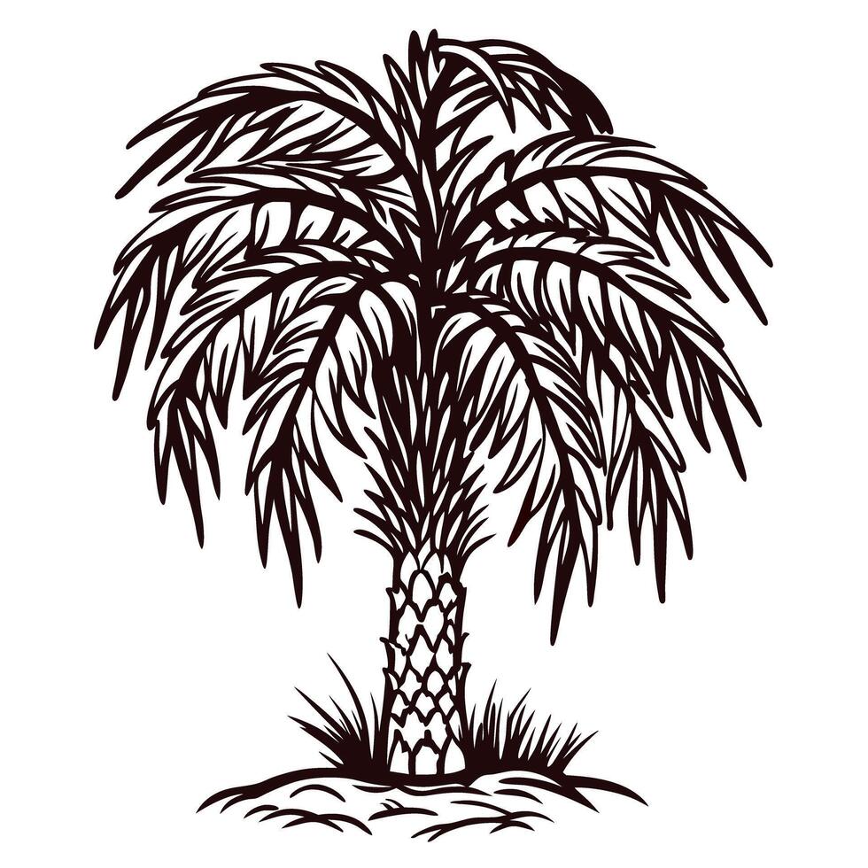 Detailed hand drawn palm tree with textured trunk and lush fronds isolated on white background illustration vector
