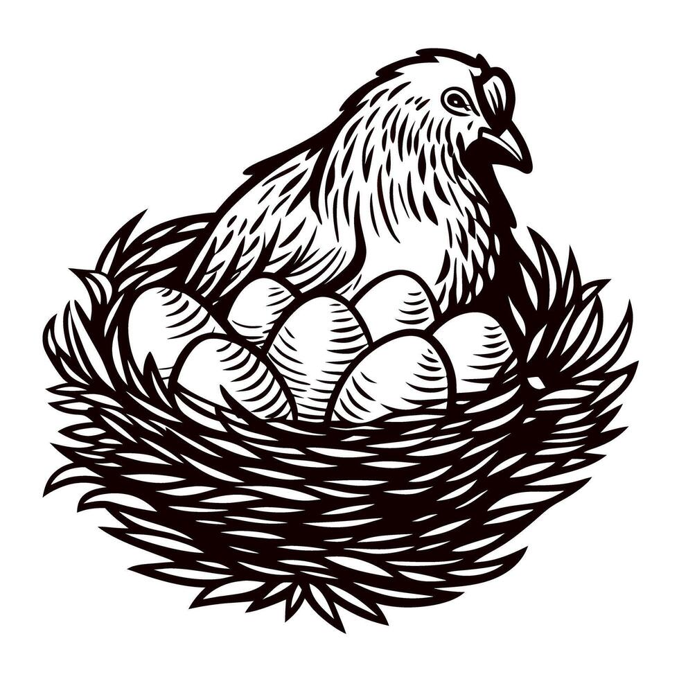 Hen sitting on nest with eggs, vintage black and white illustration of chicken hatching eggs in straw nest, detailed line art vector