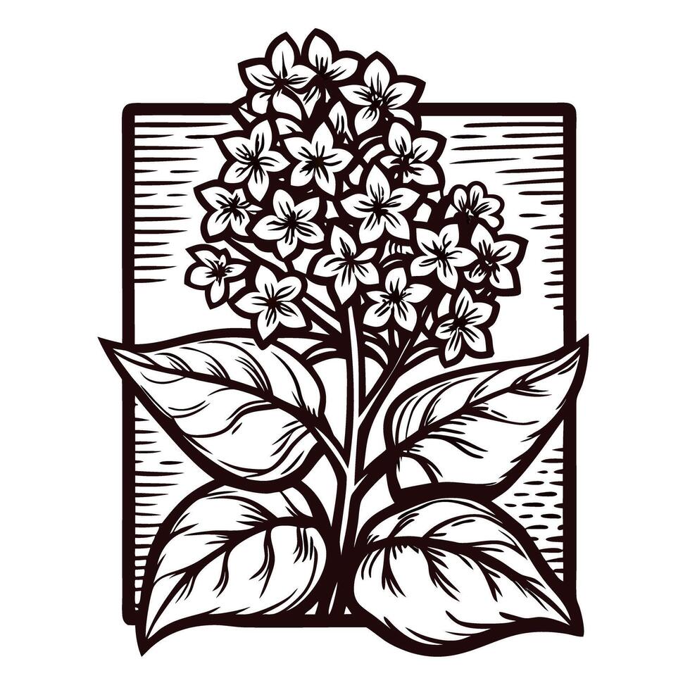 Engraved hand drawn lilac flower with detailed leaves in vintage botanical illustration vector