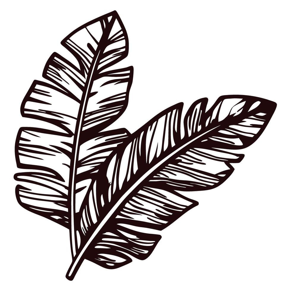 Botanical of two banana leaves in detailed monochrome design vector