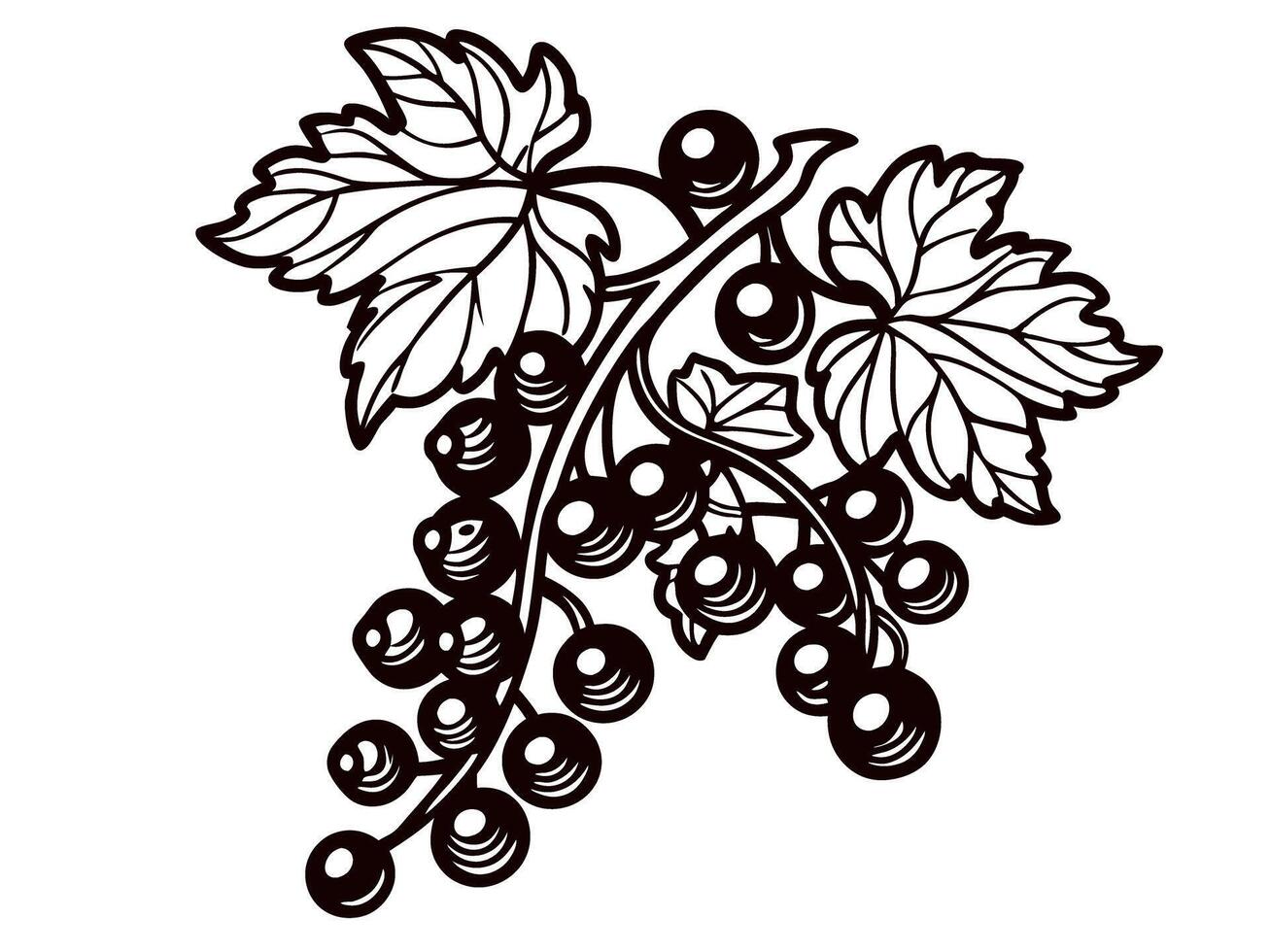 Hand drawn blackcurrant branch with leaves and berries isolated on white background vintage botanical illustration vector