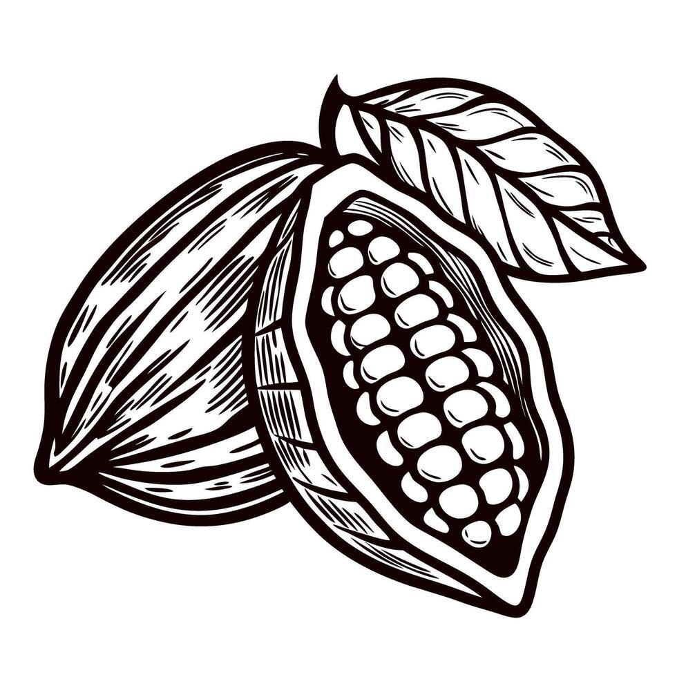 Hand drawn cacao pod with leaves vintage engraved illustration of open cocoa fruit showing seeds vector