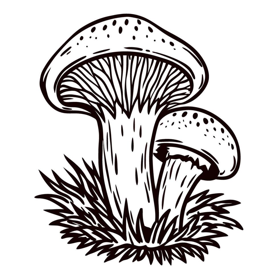 Hand drawn forest mushrooms in grass vintage botanical sketch isolated on white background vector