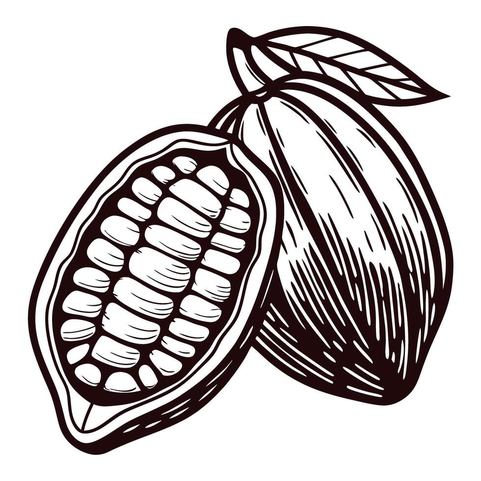 Hand drawn cocoa pod with open and closed segments, vintage engraved botanical illustration vector