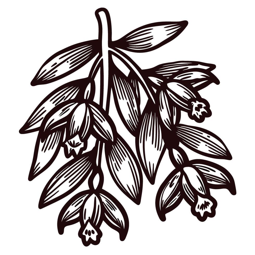Hand drawn botanical illustration of vanilla plant branch with leaves and flowers in vintage engraving vector