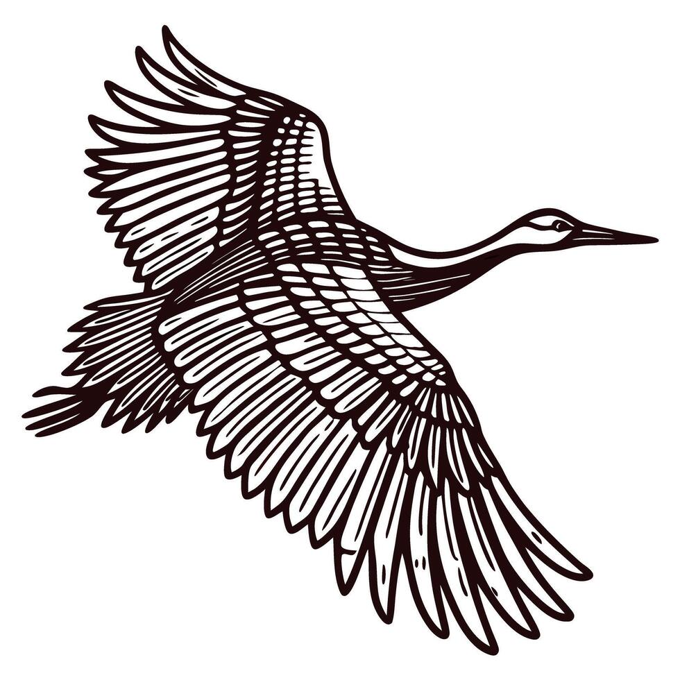 Detailed hand drawn illustration of flying crane bird with outstretched wings in vintage engraving isolated on white vector