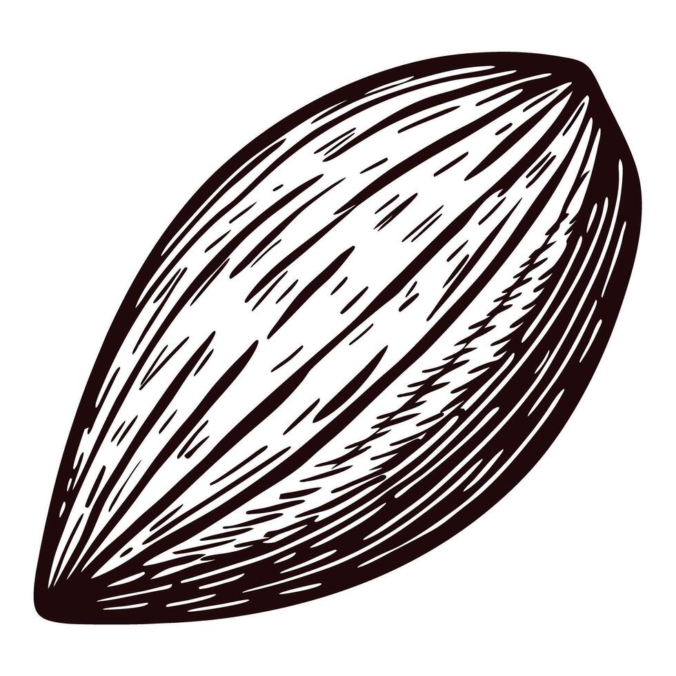 Hand drawn almond nut isolated on white background detailed vintage illustration in engraved sketch vector