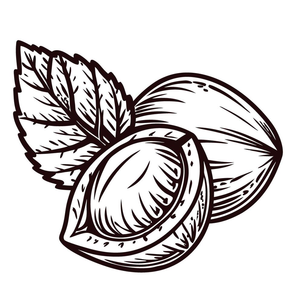Hand drawn hazelnut with leaf isolated vintage nut whole and half illustration in black ink line art vector