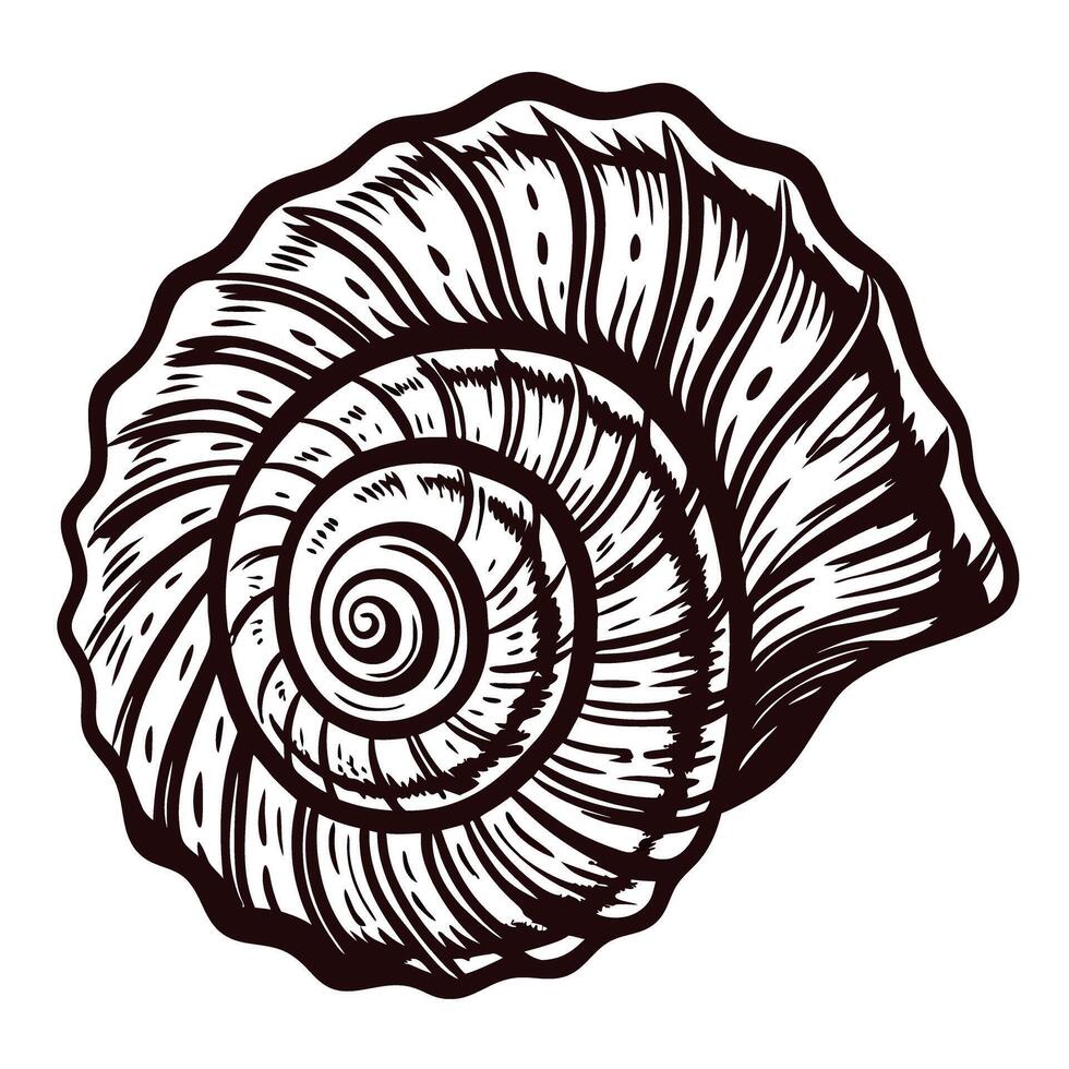 Detailed hand drawn spiral seashell illustration in vintage engraving isolated on white background vector