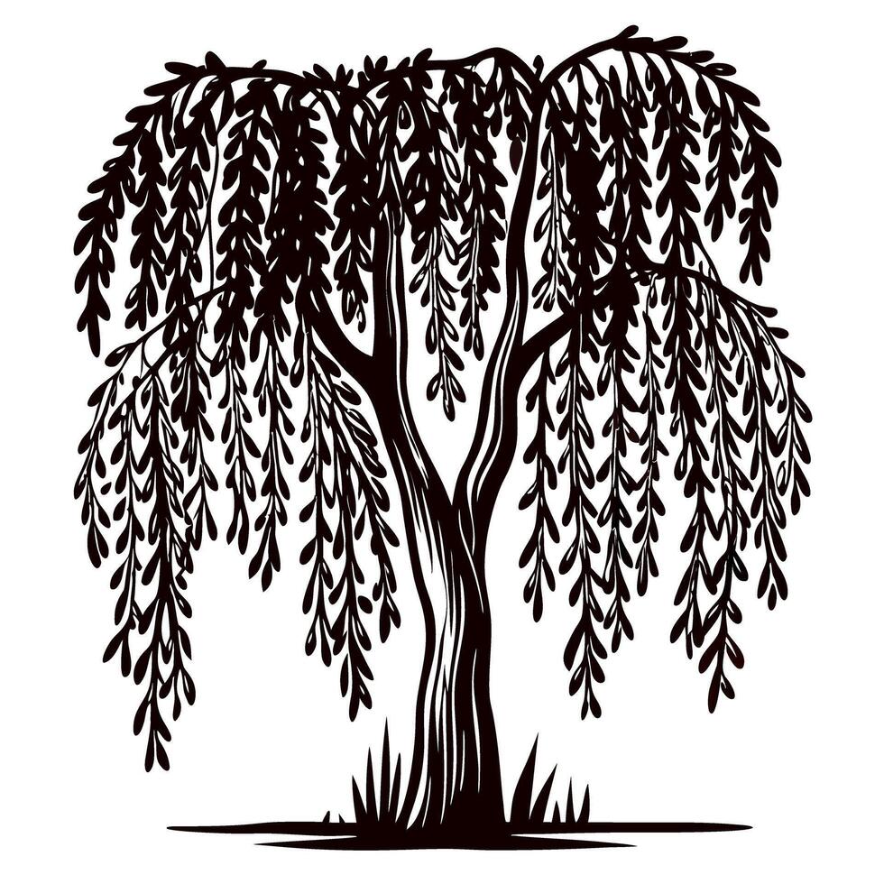 Detailed black and white illustration of a weeping willow tree with hanging branches and leaves isolated on white vector