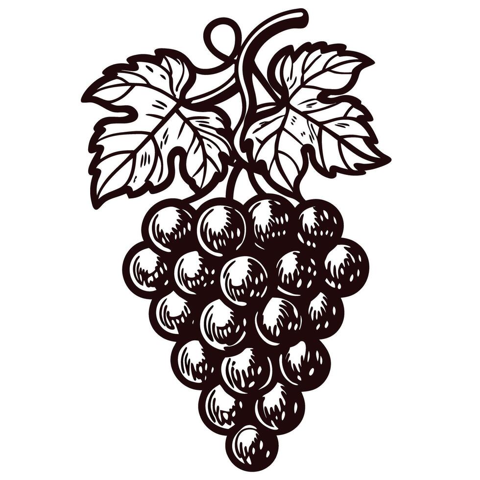 Hand drawn vintage grape cluster with leaves illustration isolated on white background vector